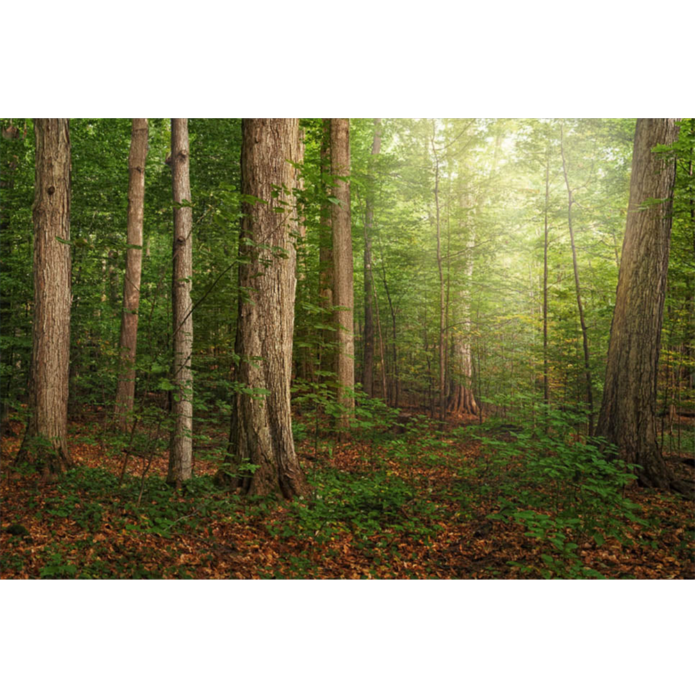 Sacred Grove Print