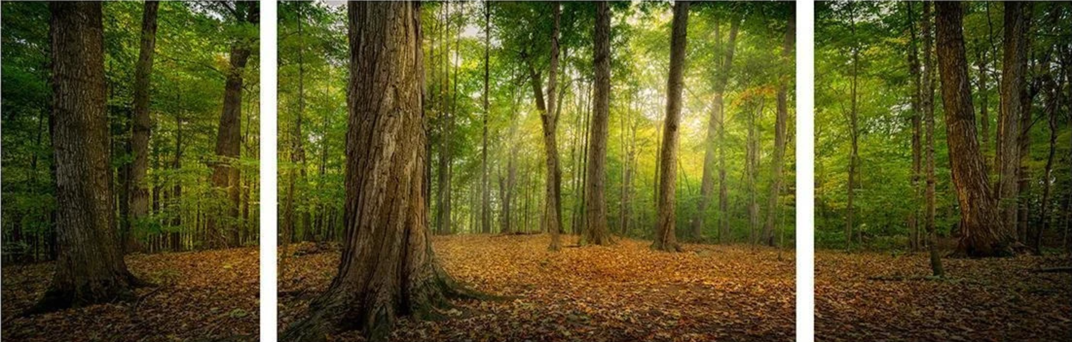 Oh, How Lovely Was the Morning Triptych (48x16 Gallery Wrap), , large image number 0