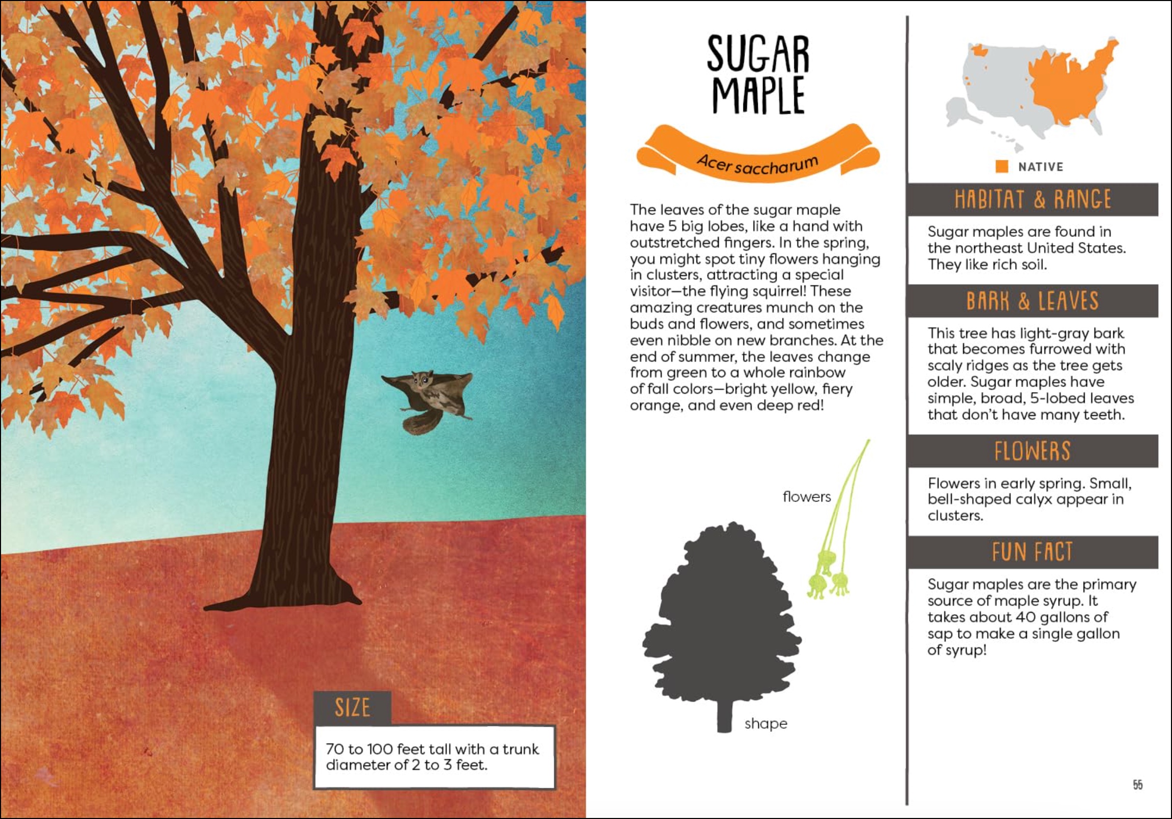 A Kid's Guide to Backyard Trees, , large image number 2